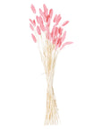 Pale Pink Dried Bunny Tails with 40 Stems
