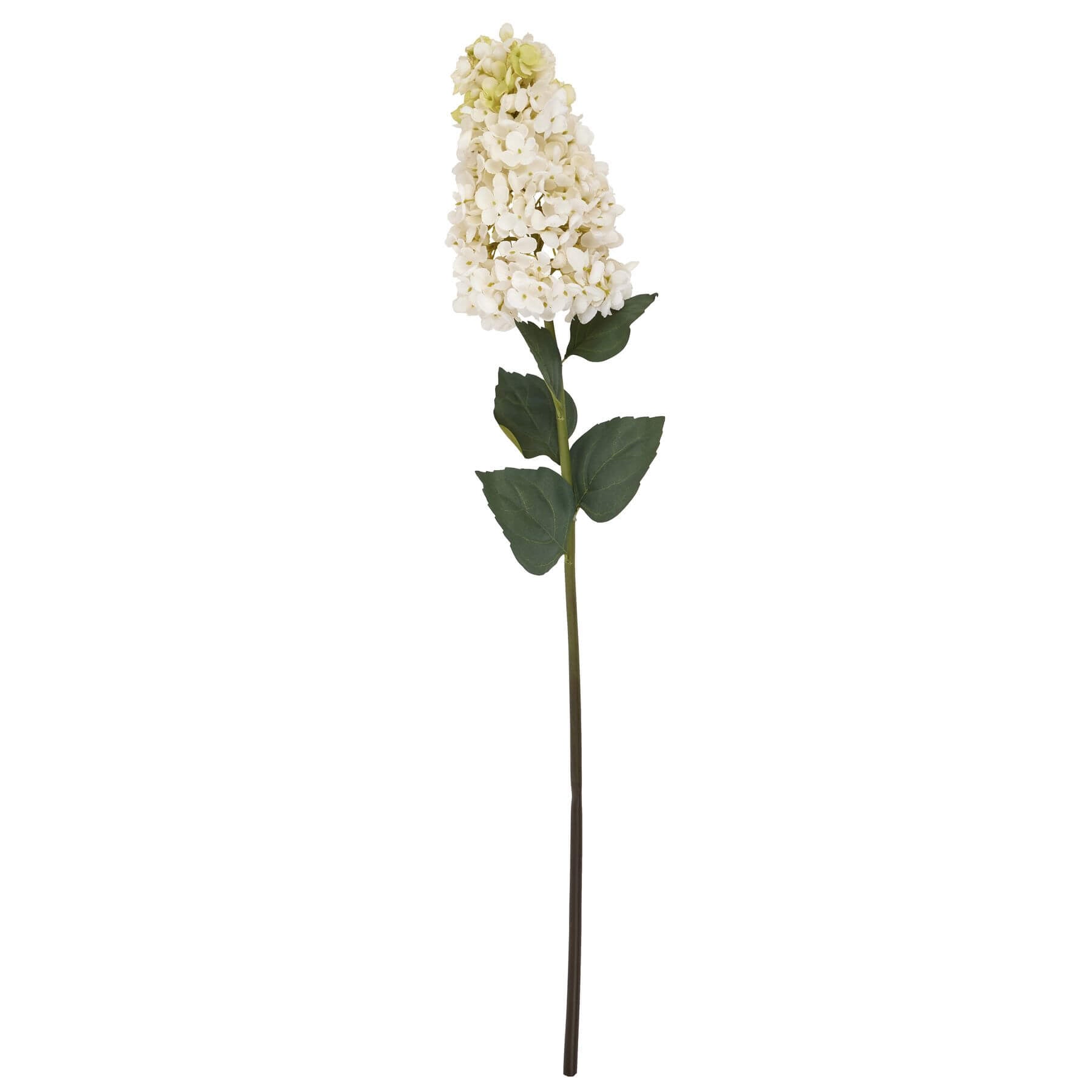 Stunning White Spear Hydrangea | Elegant Garden Blooms