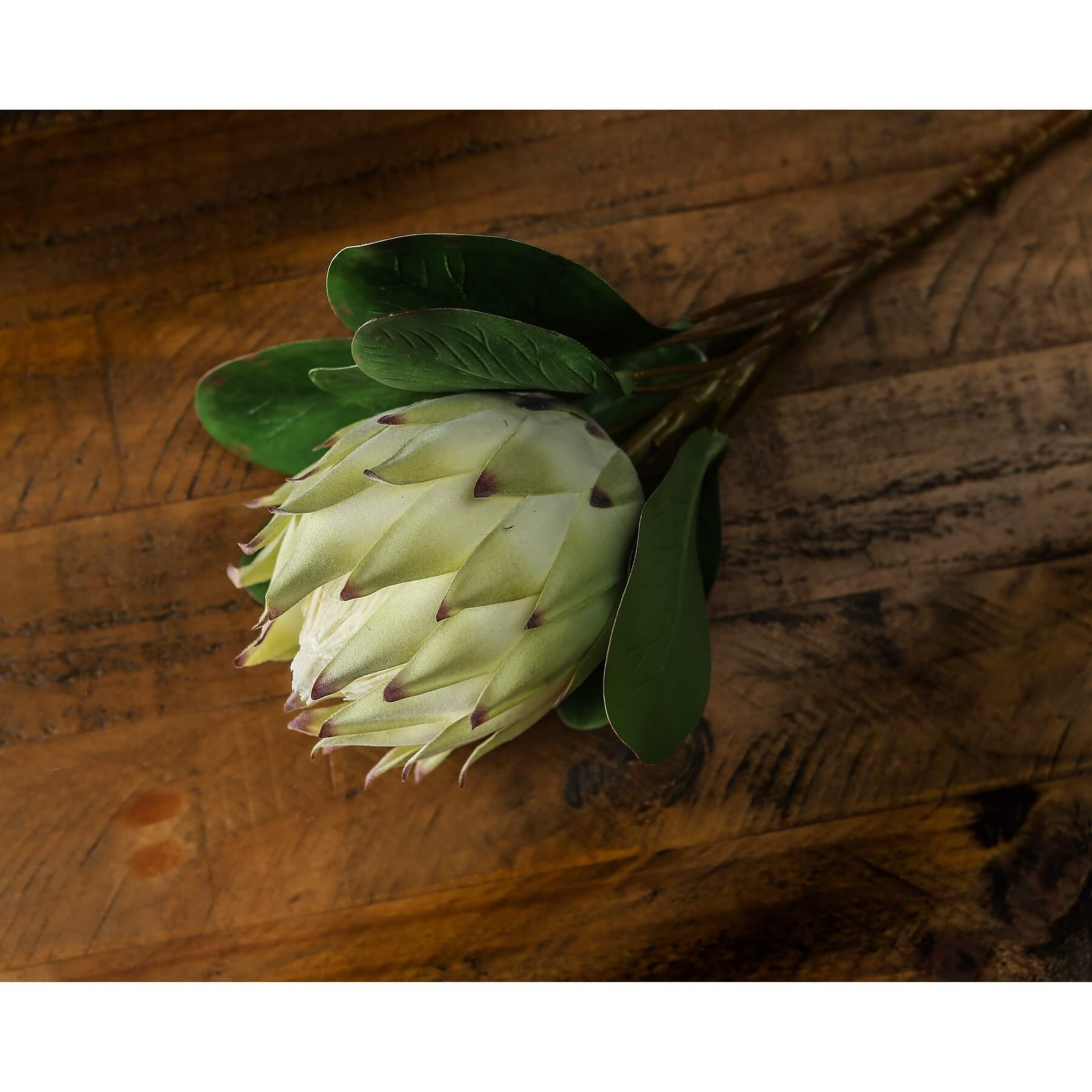 Stunning Large White Protea | Elegant Floral Decor