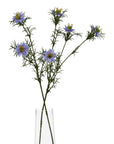 Purple Nigella Love In A Mist Stem