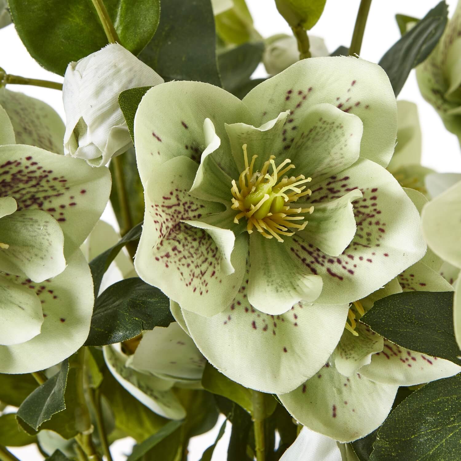 Large Green Hellebore in Taupe Pot Planter