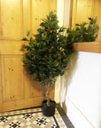 Artificial Ficus Tree Plant 110cm Trees Plants-2
