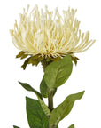 Luxury Cream Protea Lorea Stem | Elegant Floral Decor