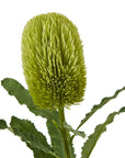 Large Natural Green Banksia Stem