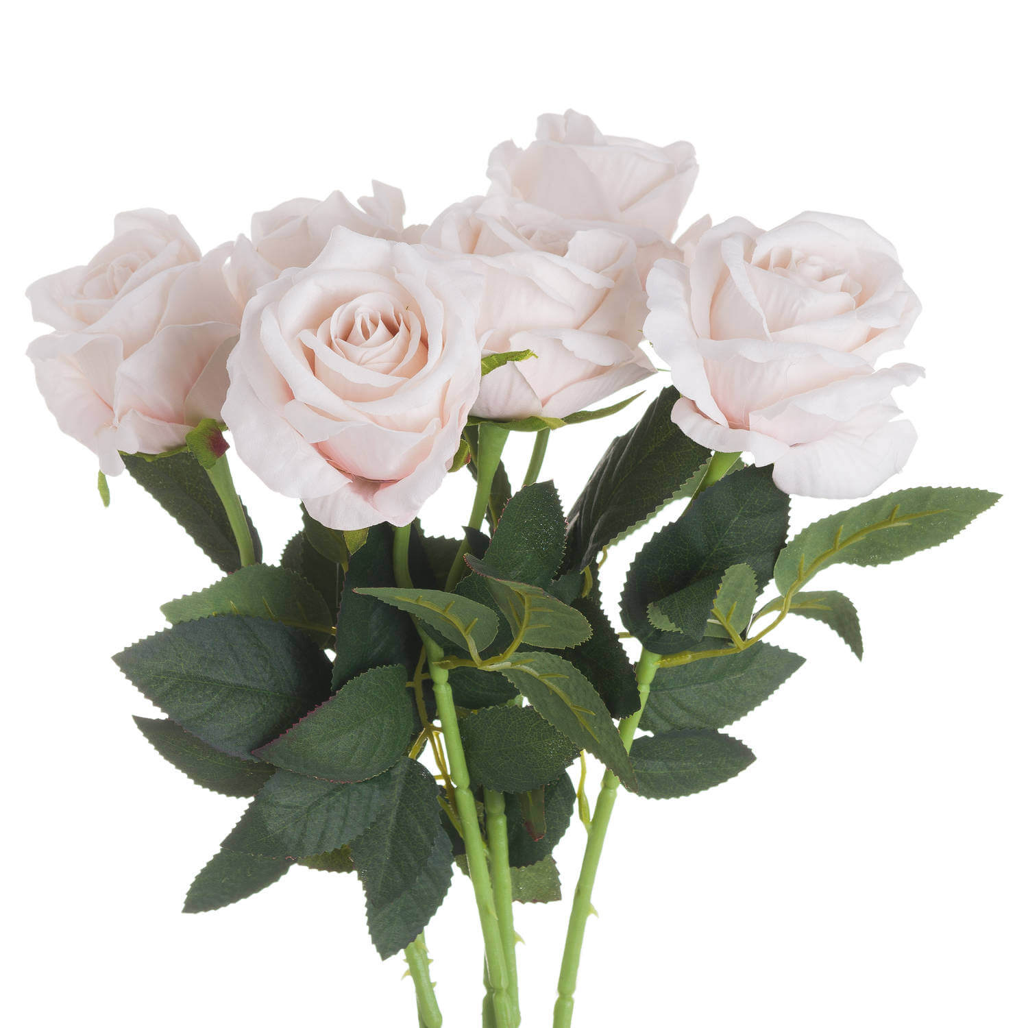 Soft Pastel Pink Tea Rose | Elegant &amp; Romantic Blooms
