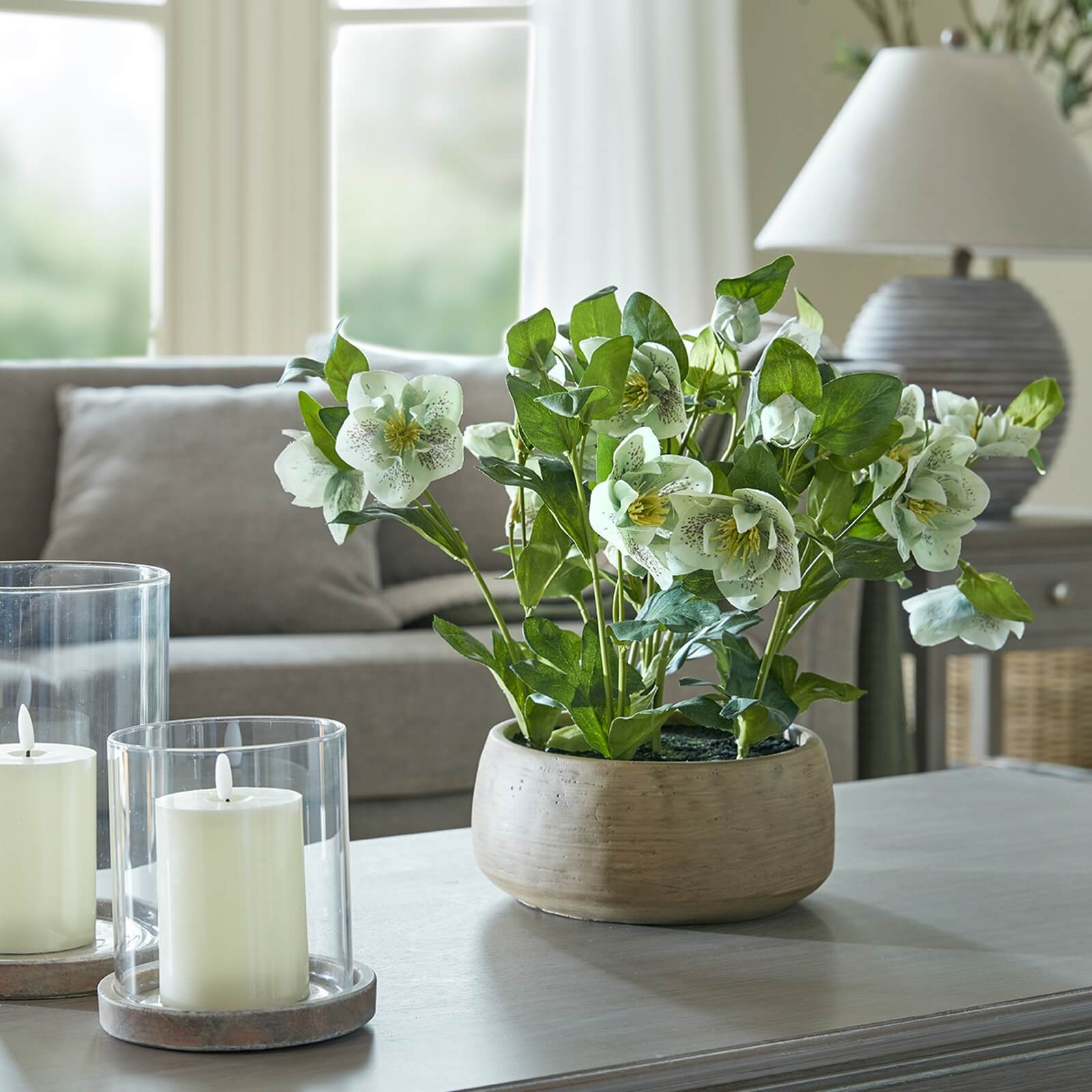 Medium Green Hydrangea in Pot for Indoor Display