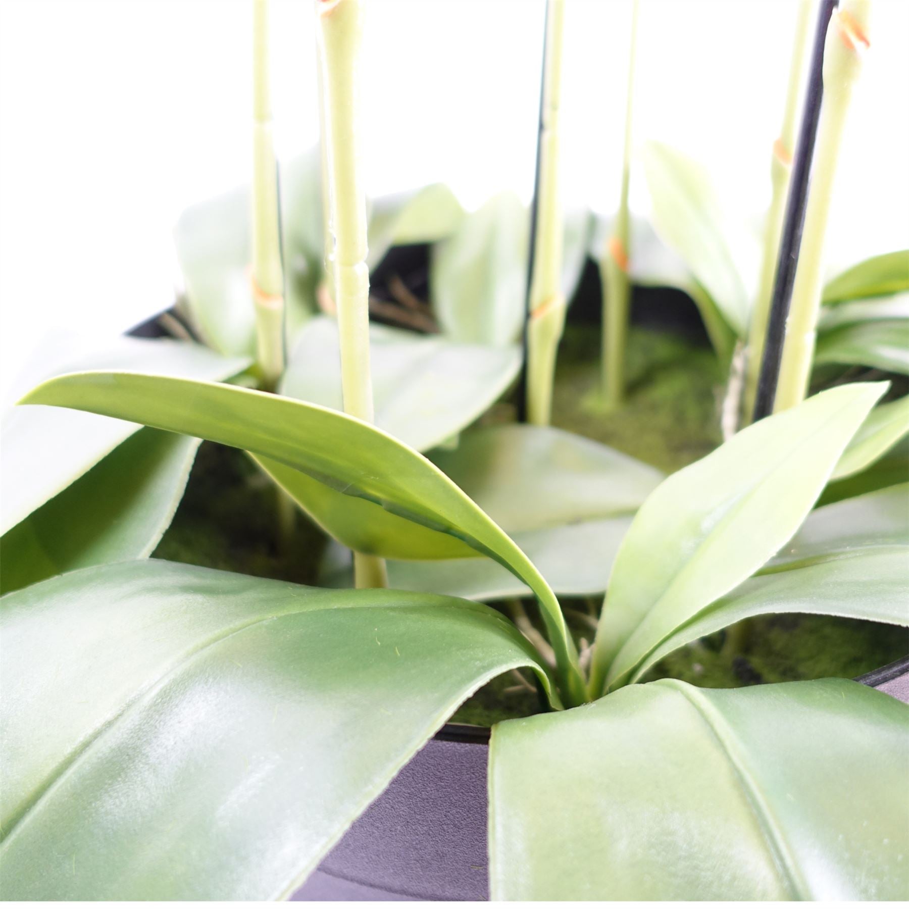 Large White Orchid Plant Artifcial 41 REAL TOUCH flowers Botanik-2