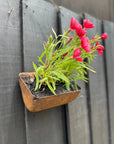 Vintage Rusty Metal Wall Mounted Planter / Herb Planter / Plant Pot / Key Holder