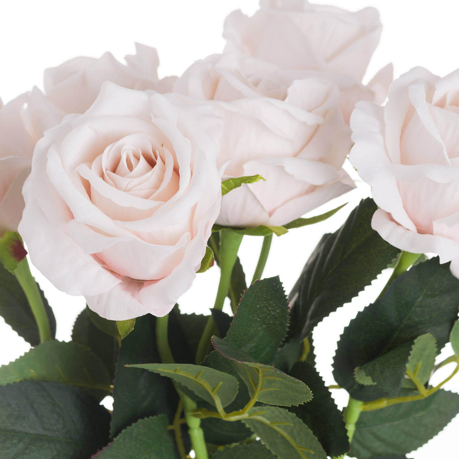 Soft Pastel Pink Tea Rose | Elegant &amp; Romantic Blooms