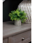 Mini Bamboo Plant in Grey Pot