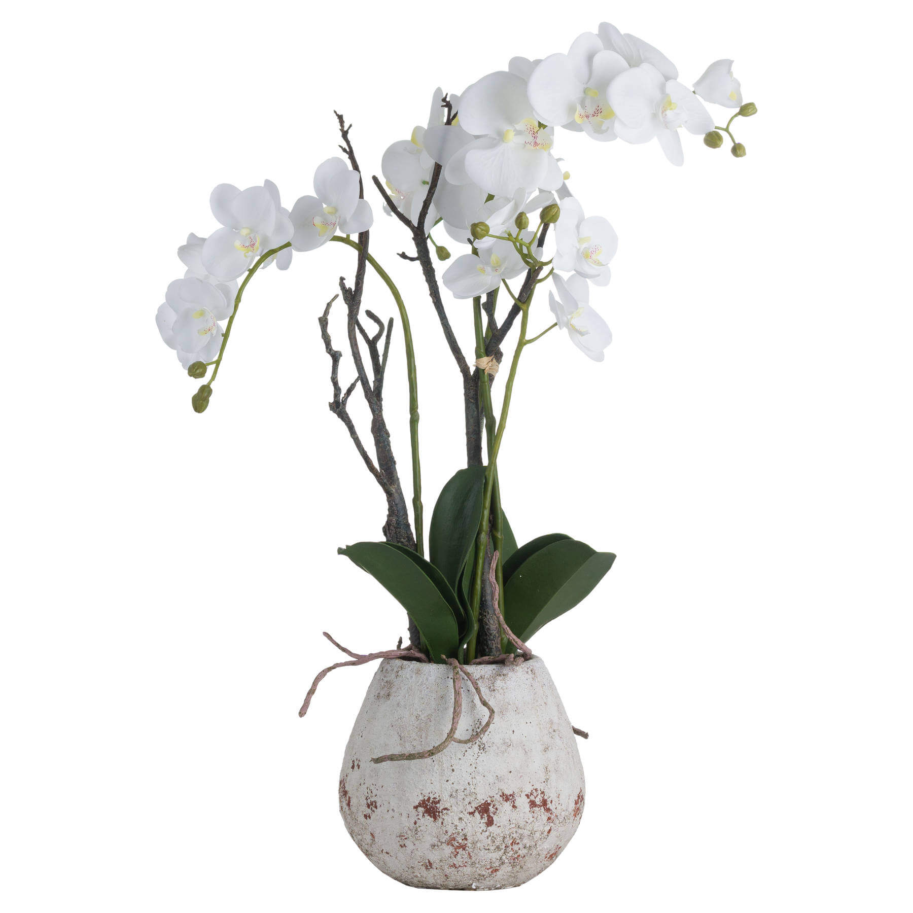 Elegant White Orchid in Decorative Stone Pot | Fresh &amp; Stylish