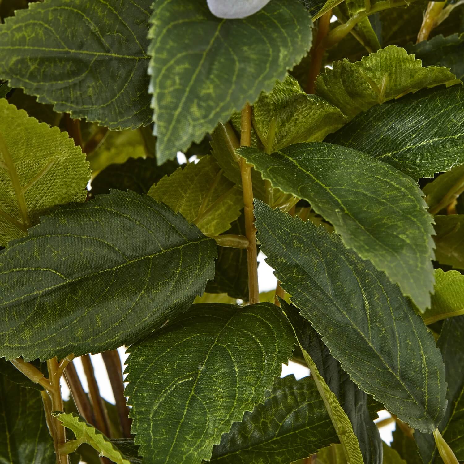 Lush Green Hydrangea Plant | Potted Home Decor