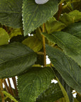 Lush Green Hydrangea Plant | Potted Home Decor