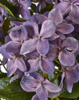 Lavender Hydrangea in Decorative Pot