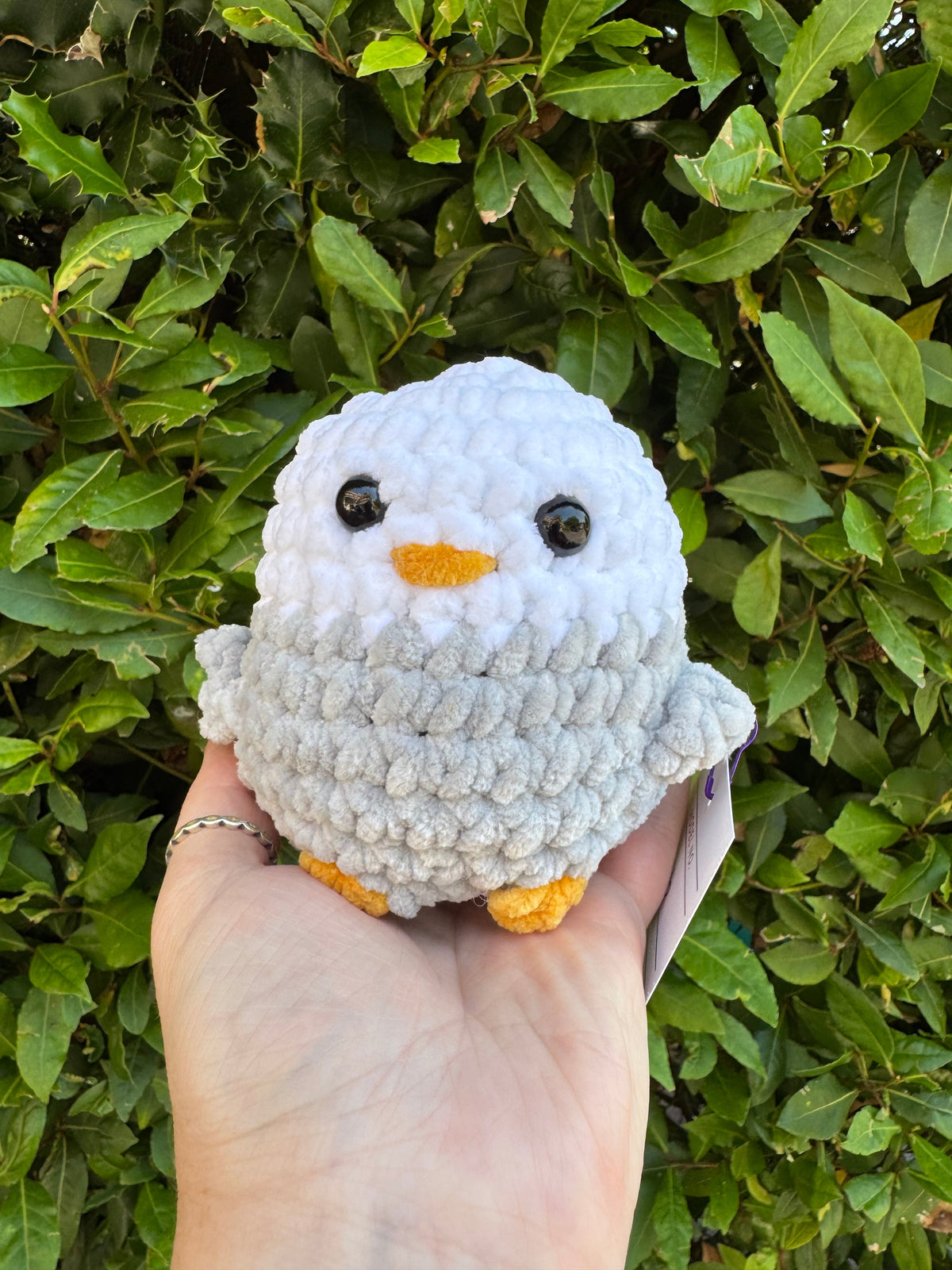 Chonky Birds