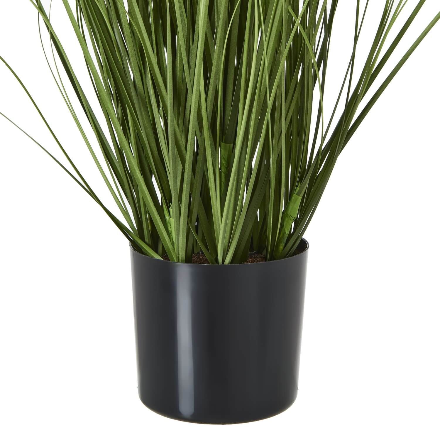 Vibrant Purple Agapanthus Potted Plant