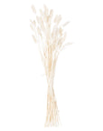 Fluffy White Bunny Tails Natural Dried Grass 60 Stems