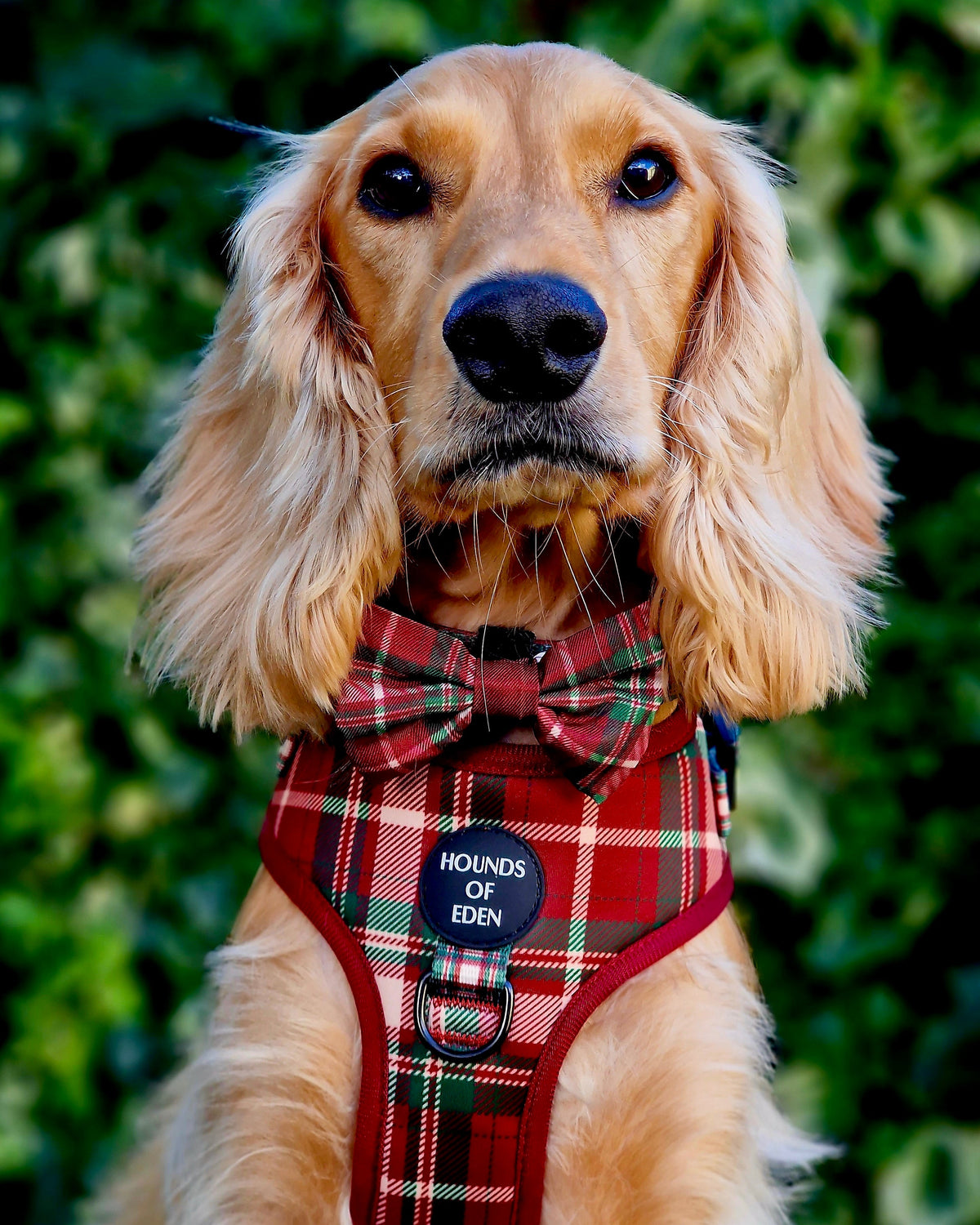 Tartan Me Up - Red &amp; Cream Tartan Dog Snood