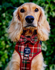 Tartan Me Up - Red & Cream Tartan Dog Snood