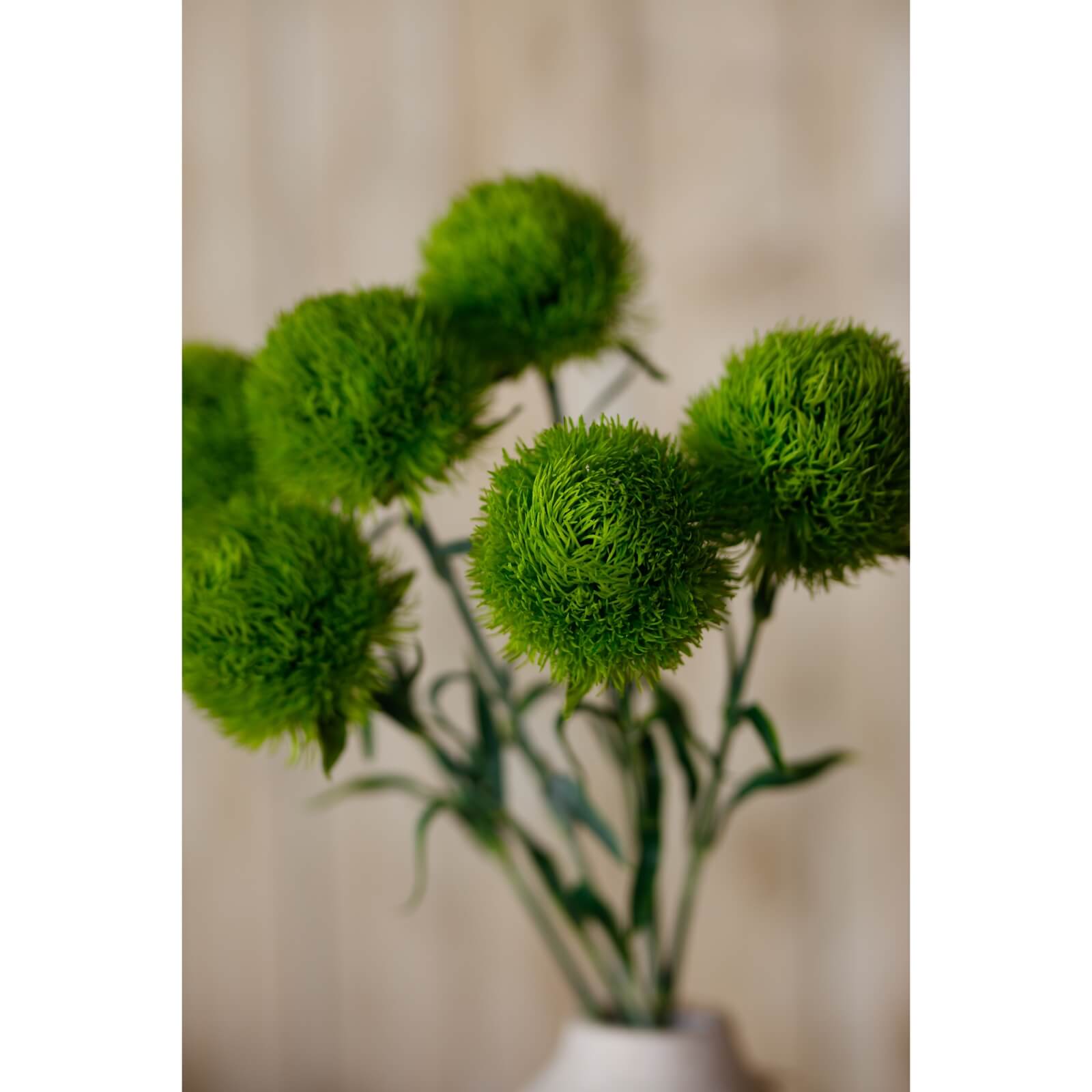 Fresh Light Green Dianthus Stem