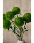 Fresh Light Green Dianthus Stem