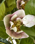Faux Variegated Pink Hellebore in Ceramic Pot