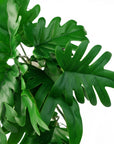 Artificial Hanging Plant Philodendron Leaf Plant-1
