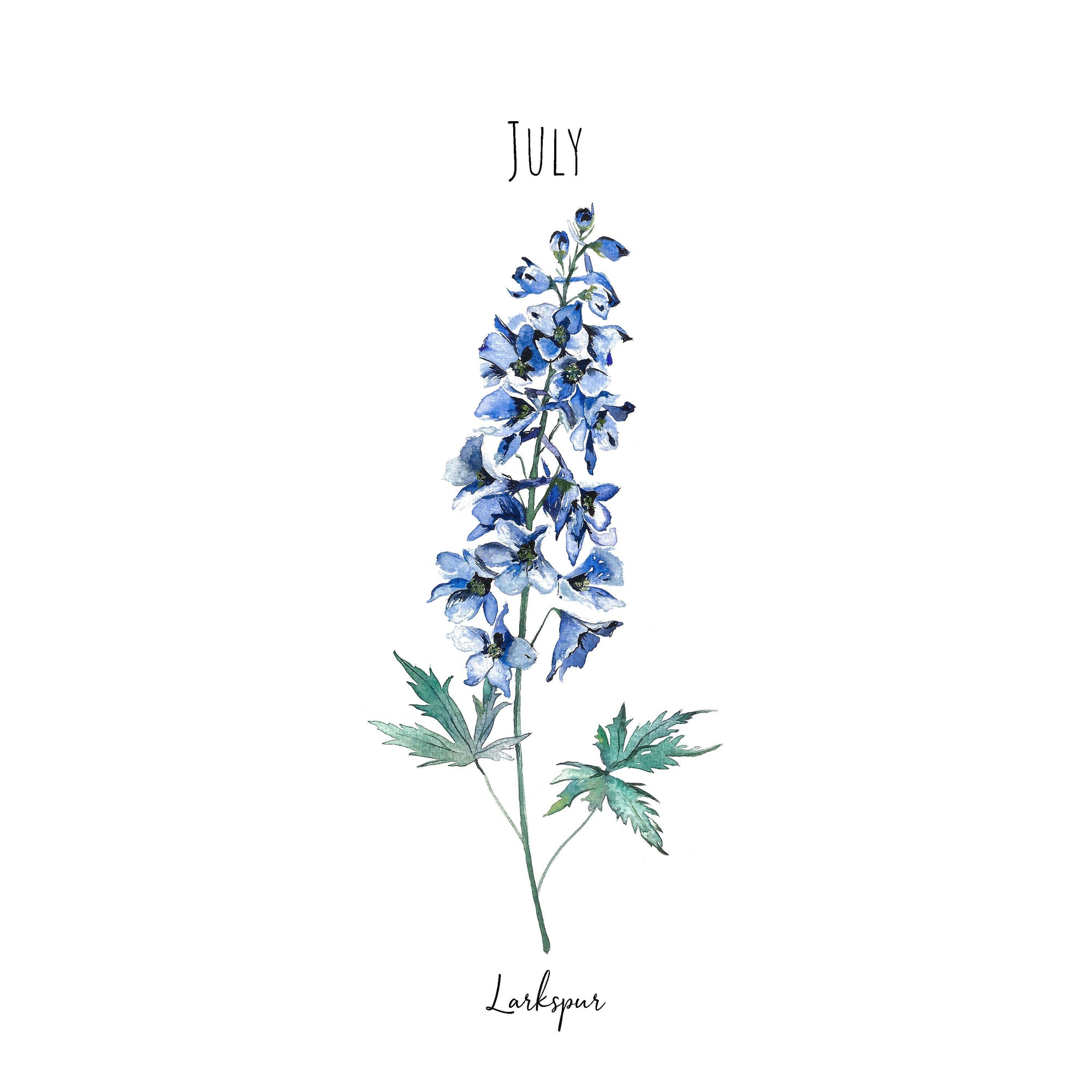 Larkspur - July Birth Flower - Watercolour Fine Art Print