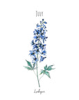 Larkspur - July Birth Flower - Watercolour Fine Art Print