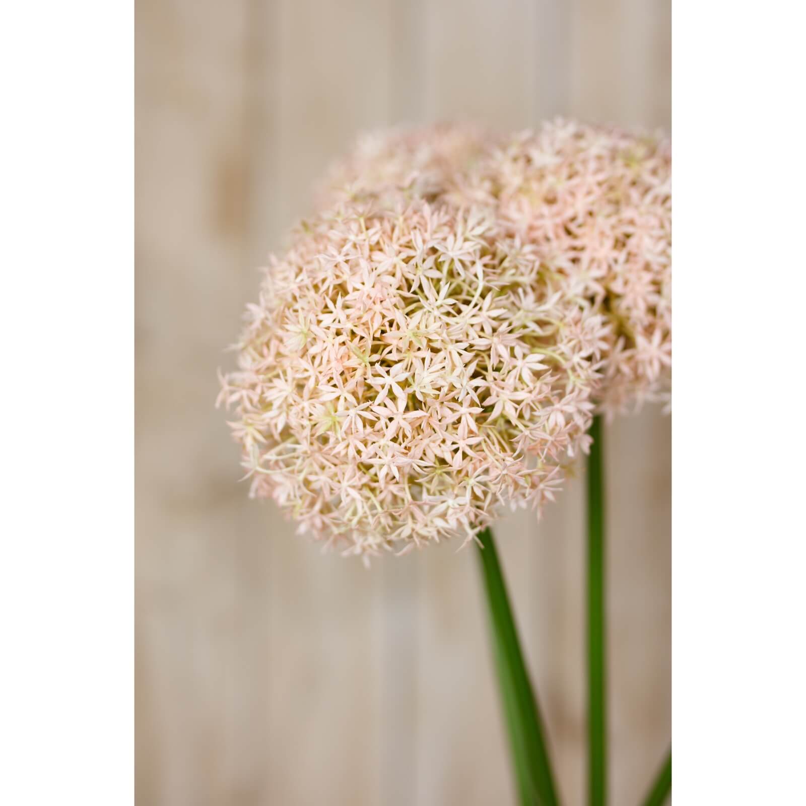 Pink Allium Stem Medium Floral Accent