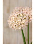 Pink Allium Stem Medium Floral Accent
