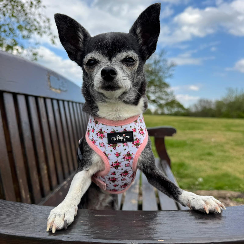 Luxury White Vintage Floral Harness by My Pup and Me
