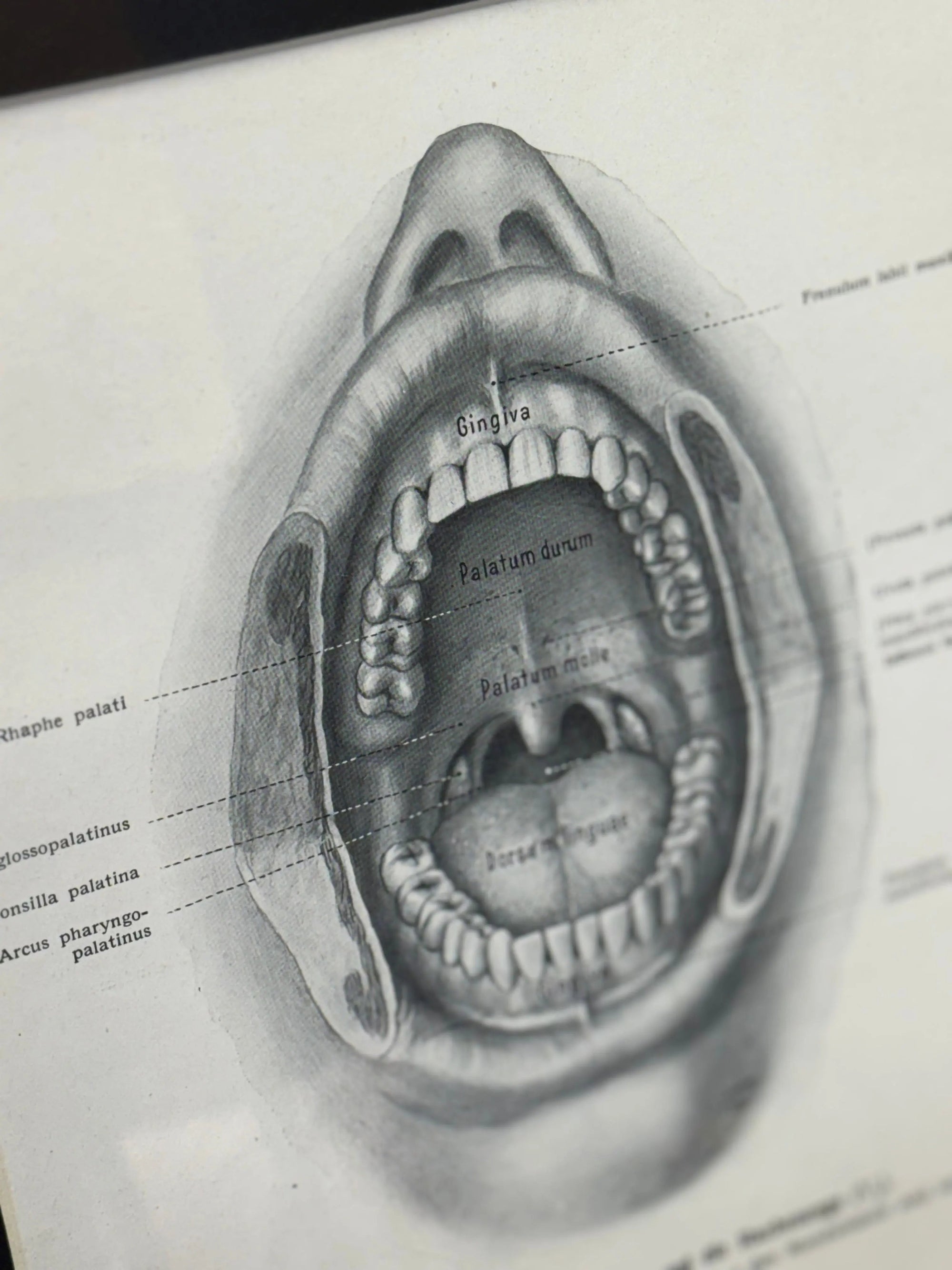 Victorian Anatomy Engraving – Antique Medical Print R
