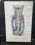 Framed Antique Anatomy Print 1920s Medical Book Plate Wall Art Picture G