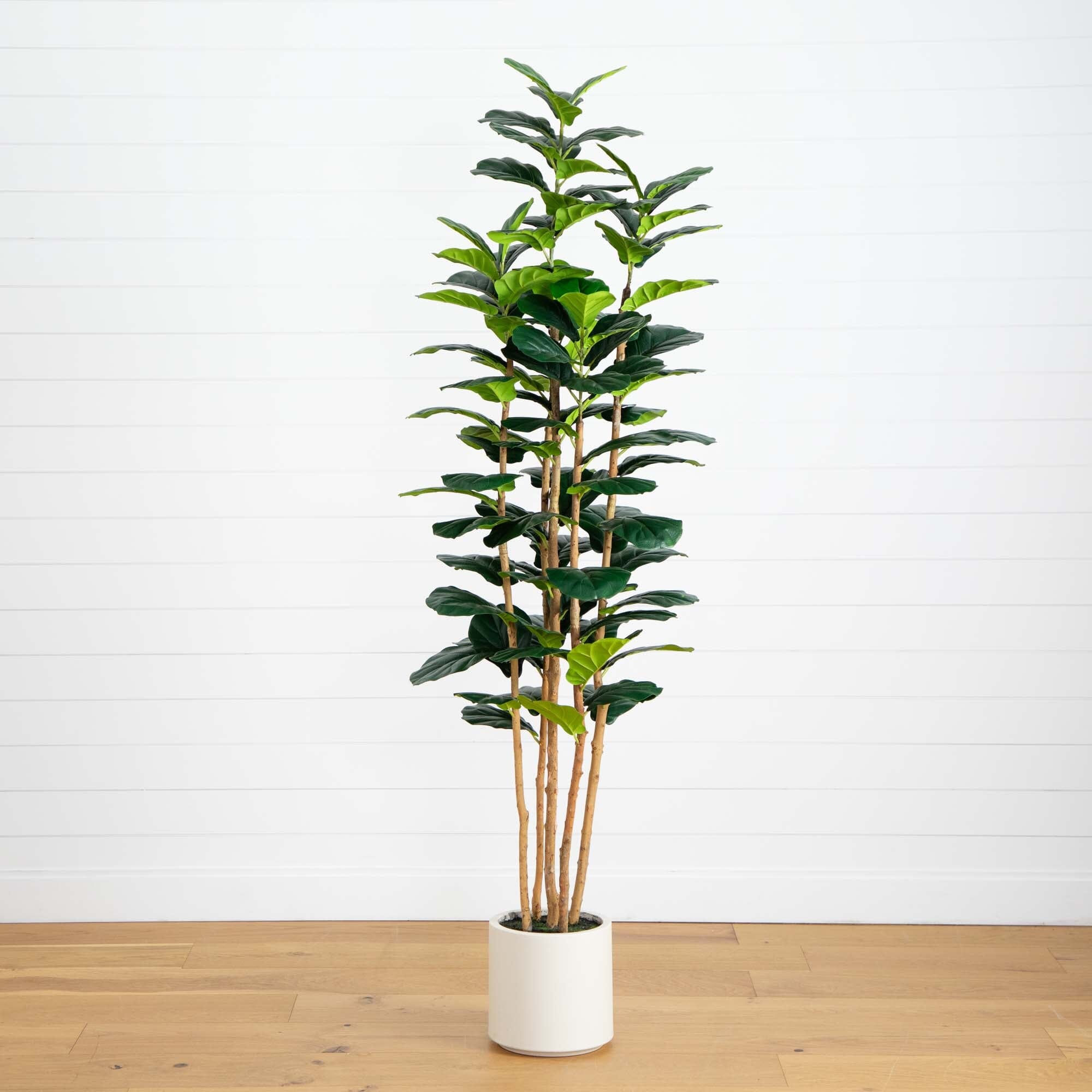 Artificial Fiddle Leaf Tree in White Planter - 7'