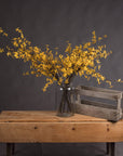 Blooming Forsythia | Bright Yellow Spring Flowers