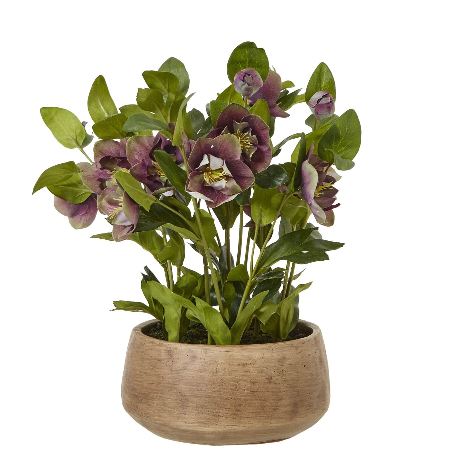 Faux Plum Hellebore in Taupe Ceramic Pot