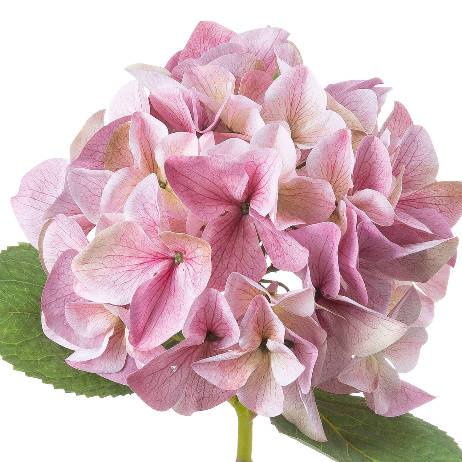 Vintage Blush Hydrangea Stem in Soft Pink