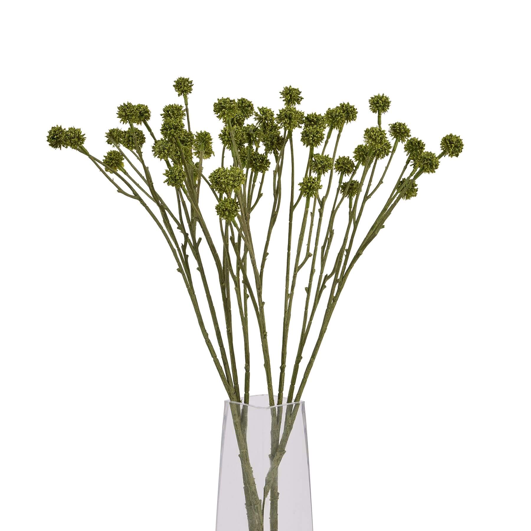 Fresh Green Craspedia Stems | Natural Floral Decor