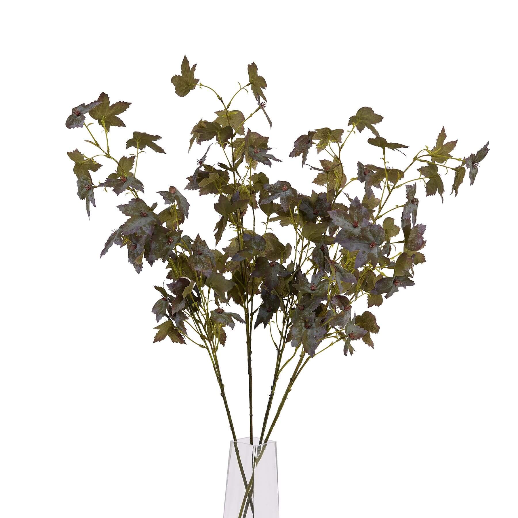 Stunning Variegated Maple Leaf | Unique Foliage
