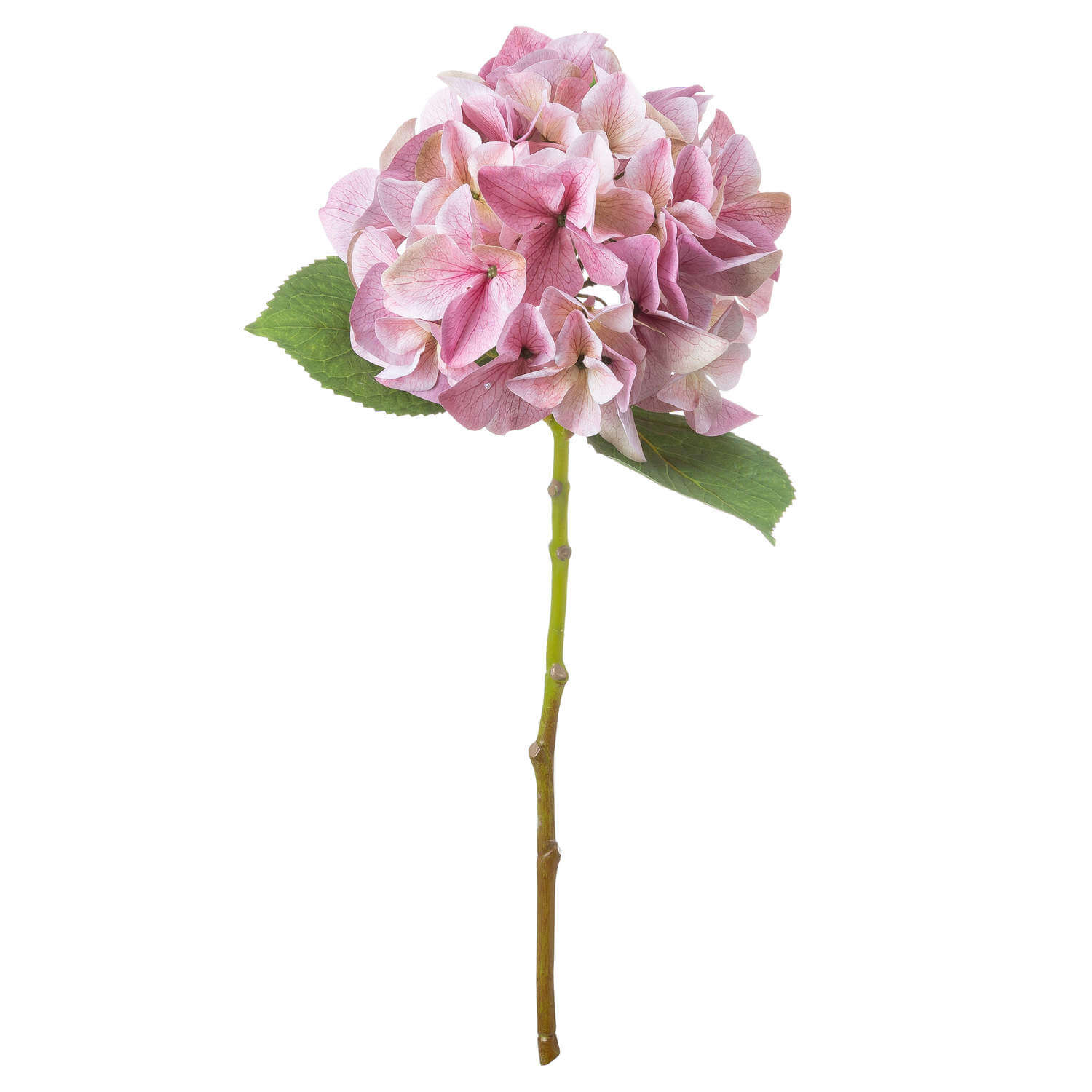 Elegant Shabby Pink Hydrangea | Romantic Floral Decor