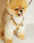 Golden Chain Lead