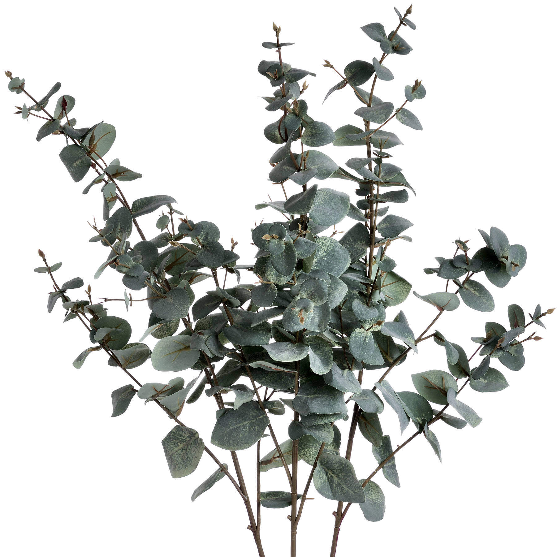 Fresh Variegated Eucalyptus | Natural Aromatic Foliage