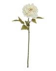 Pure White Peony Bouquet Fresh Natural Garden Blooms