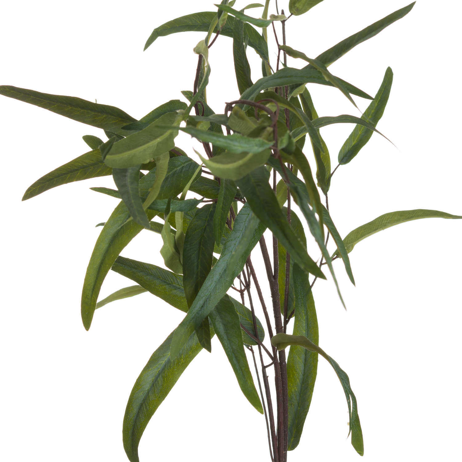 Soothing Eucalyptus Mist for Home Decor