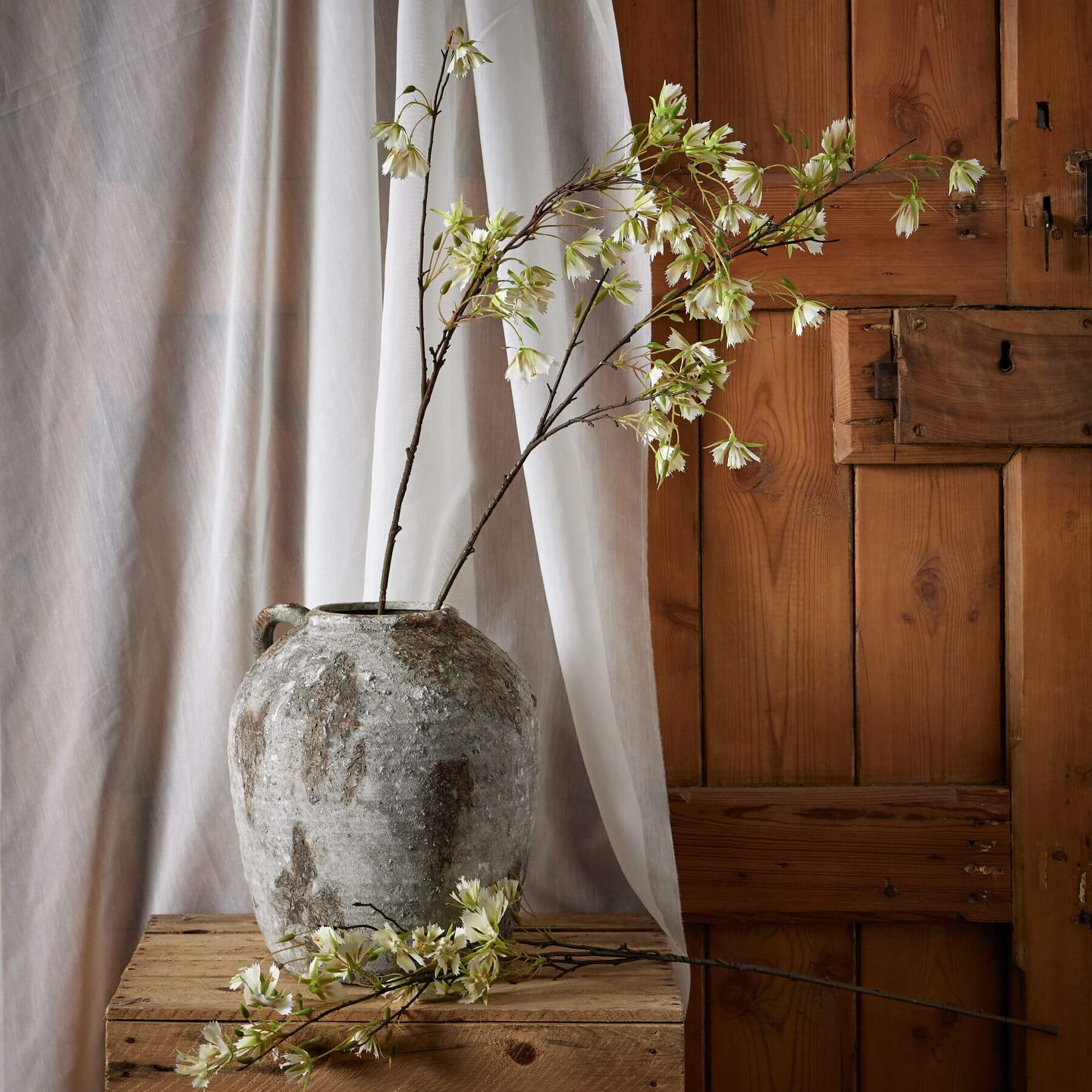 Soothing Elaeocarpus Stem | Natural Relaxation
