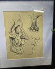 Victorian Anatomy Engraving – Antique Medical Print L
