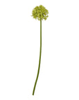 Lush Green Medium Allium Stem