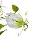 Cream Gloriosa Lily Stem Tropical Bloom