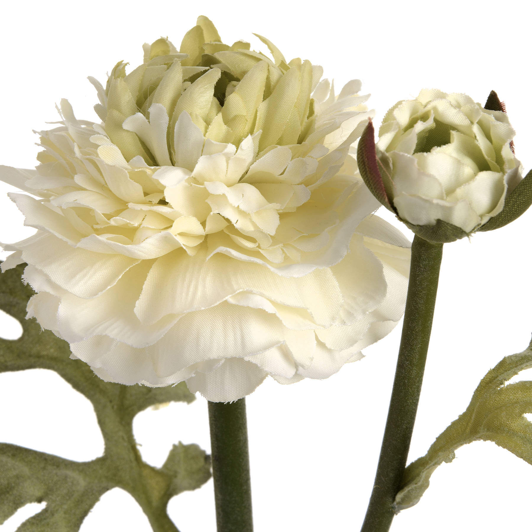 Fresh Green Ranunculus Bouquet | Elegant Floral Spray
